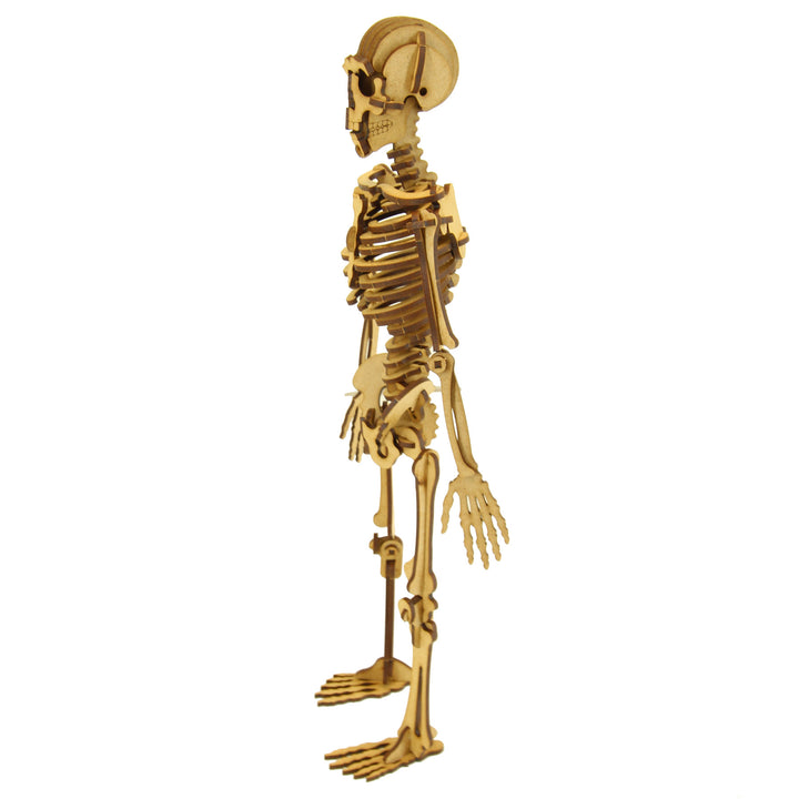 School Projects Kit | Human Skeleton (SP_13A)