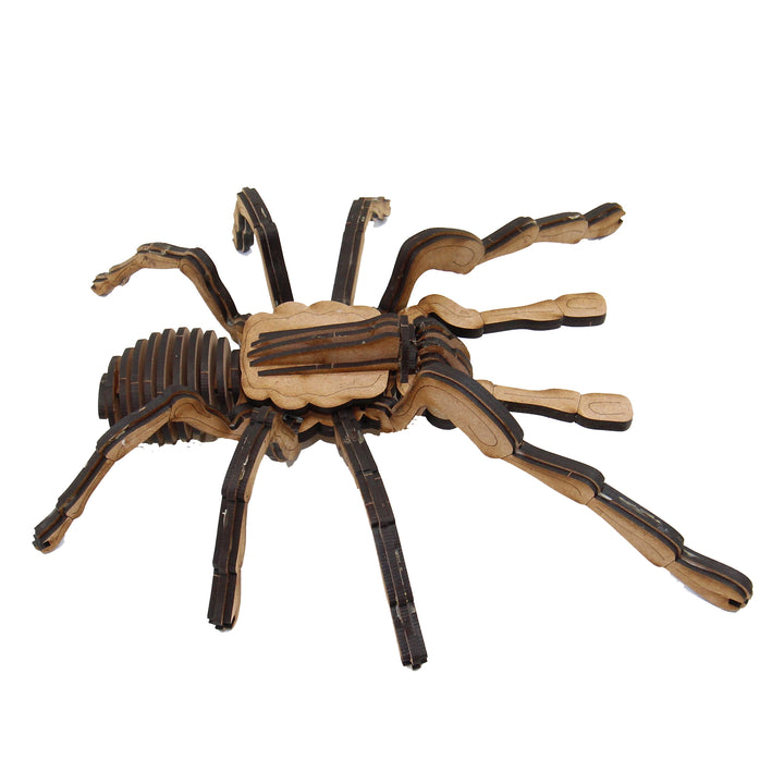 Insect | Chilean Rose Tarantula Spider (INS_18)