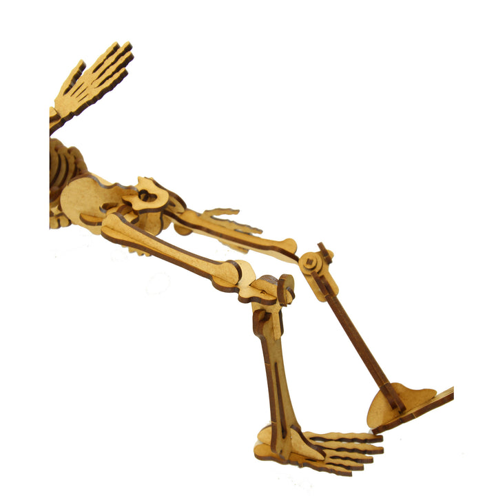 School Projects Kit | Human Skeleton (SP_13A)