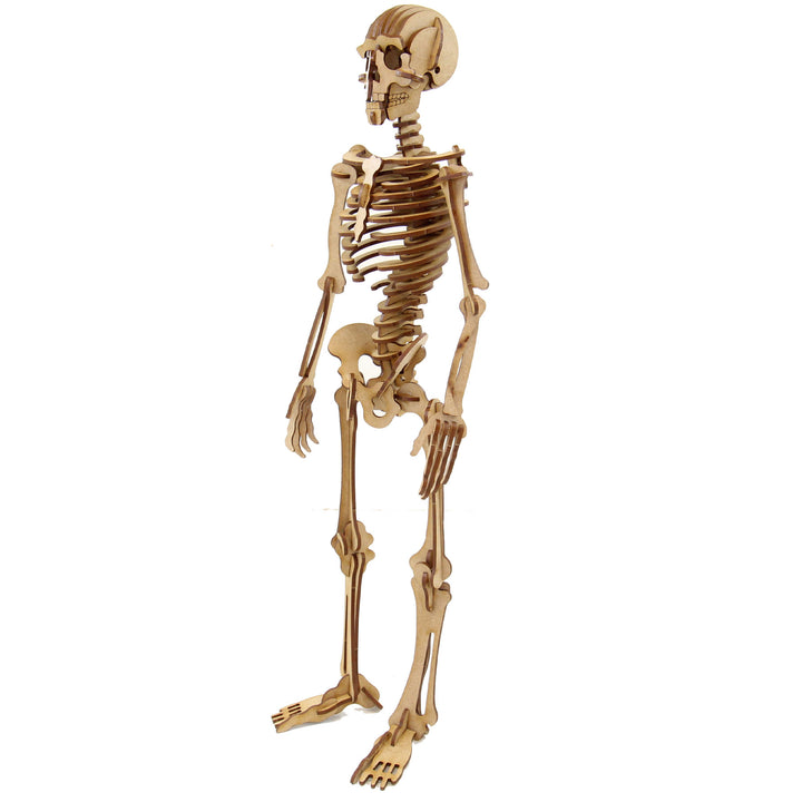 Miscellaneous | Complex Human Skeleton (NS_1)