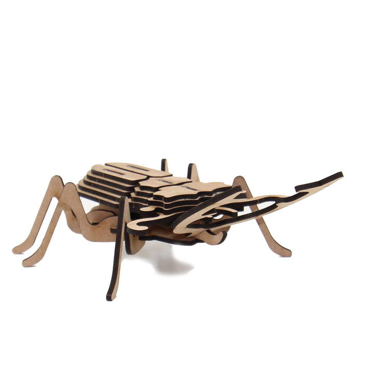 Insect | Stag Beetle (INS_10)