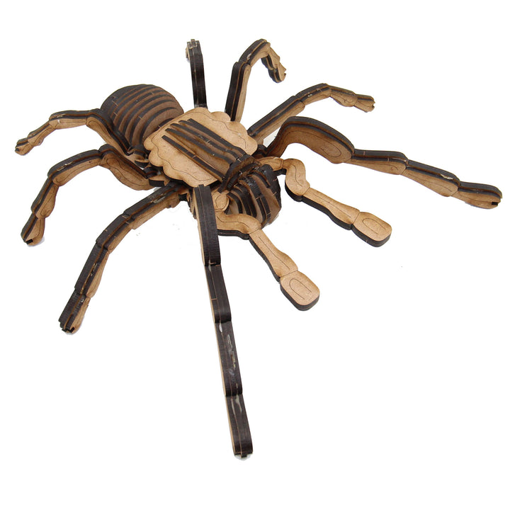 Insect | Chilean Rose Tarantula Spider (INS_18)