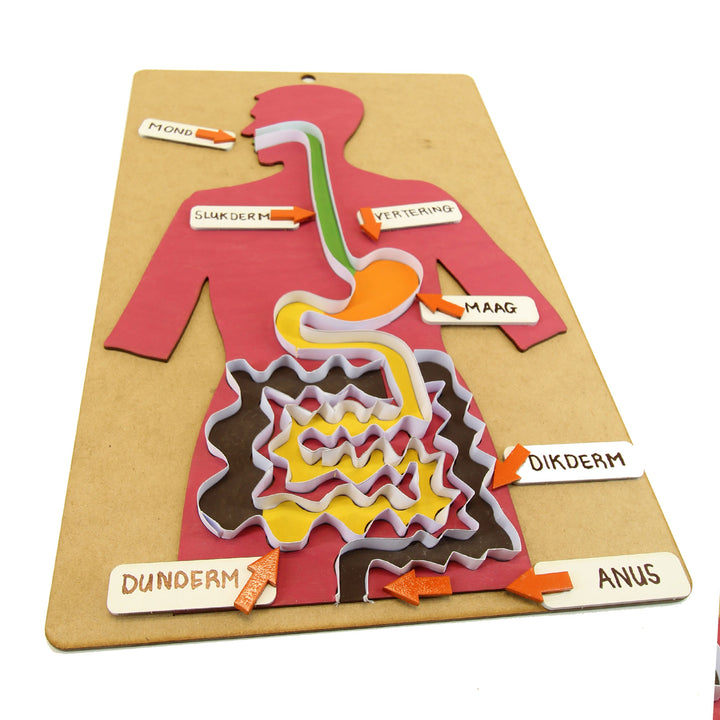 School Projects Kit | Digestive System (SP_07)
