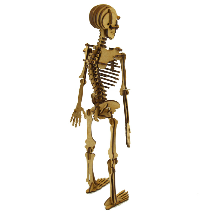 School Projects Kit | Human Skeleton (SP_13A)