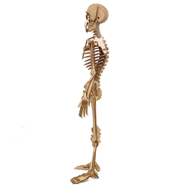 Miscellaneous | Complex Human Skeleton (NS_1)