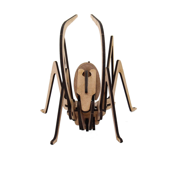 Insect | Grasshopper Small (INS_12)
