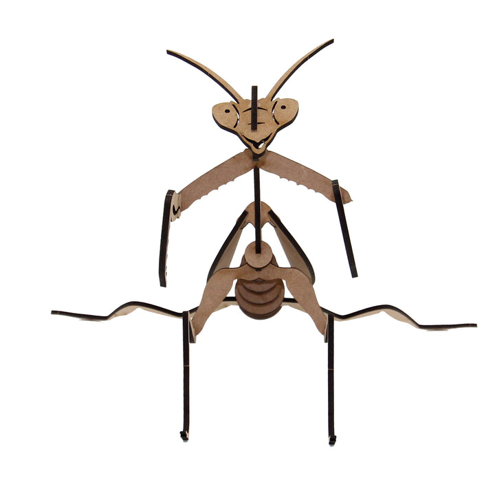 Insect | Praying Mantis (INS_13)