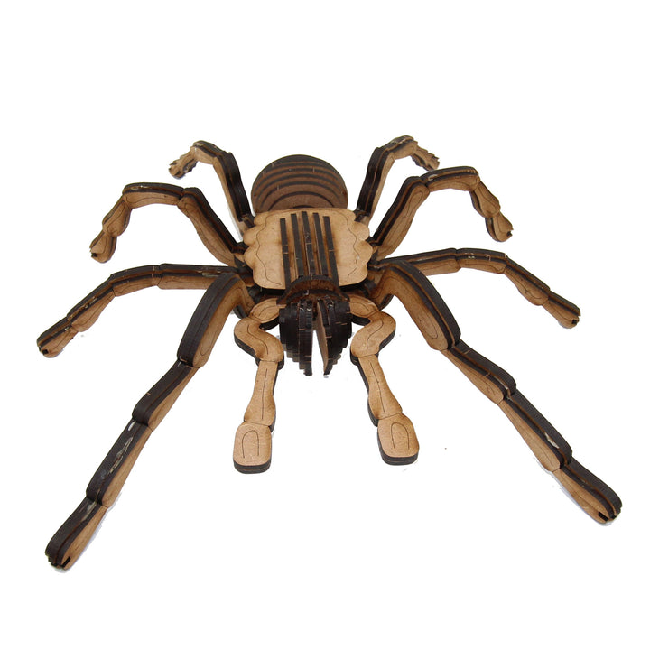 Insect | Chilean Rose Tarantula Spider (INS_18)