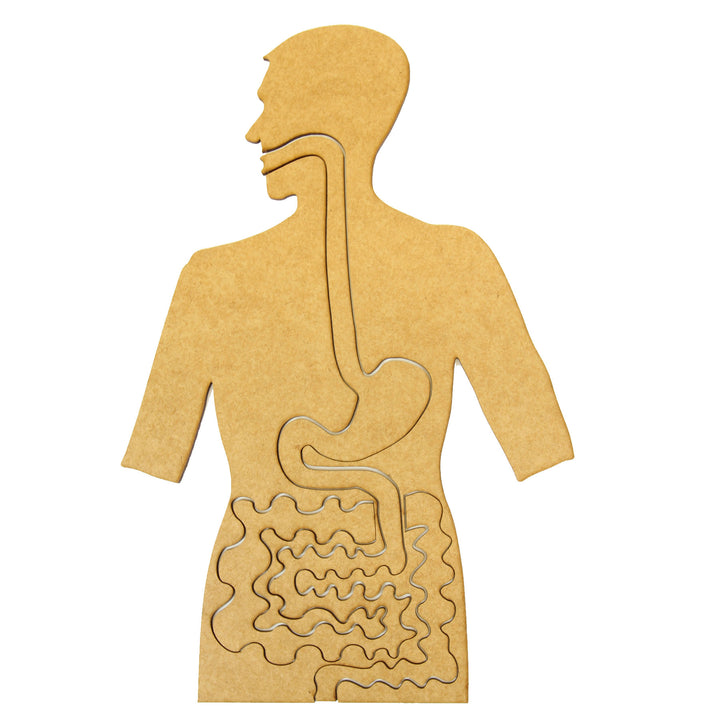 School Projects Kit | Digestive System (SP_07)