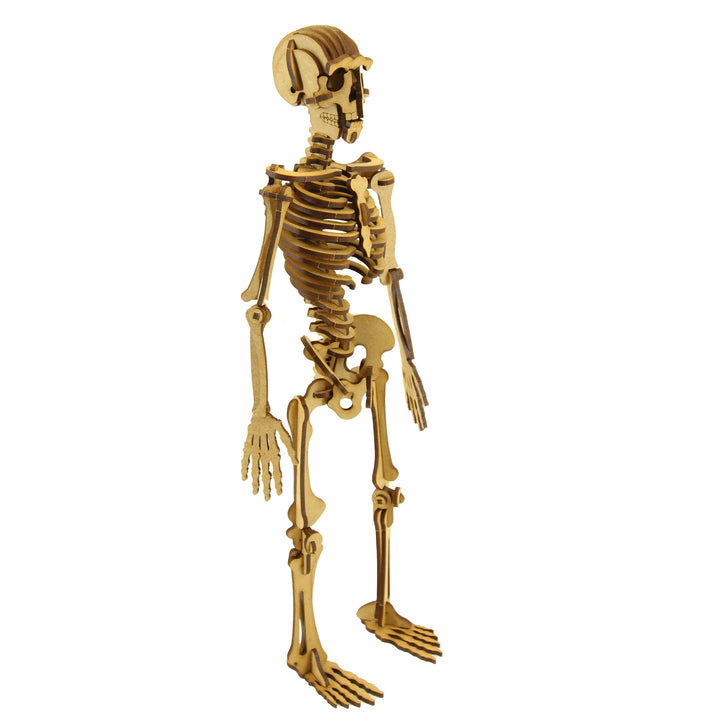 School Projects Kit | Human Skeleton (SP_13A)