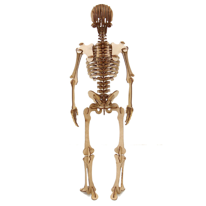 Miscellaneous | Complex Human Skeleton (NS_1)
