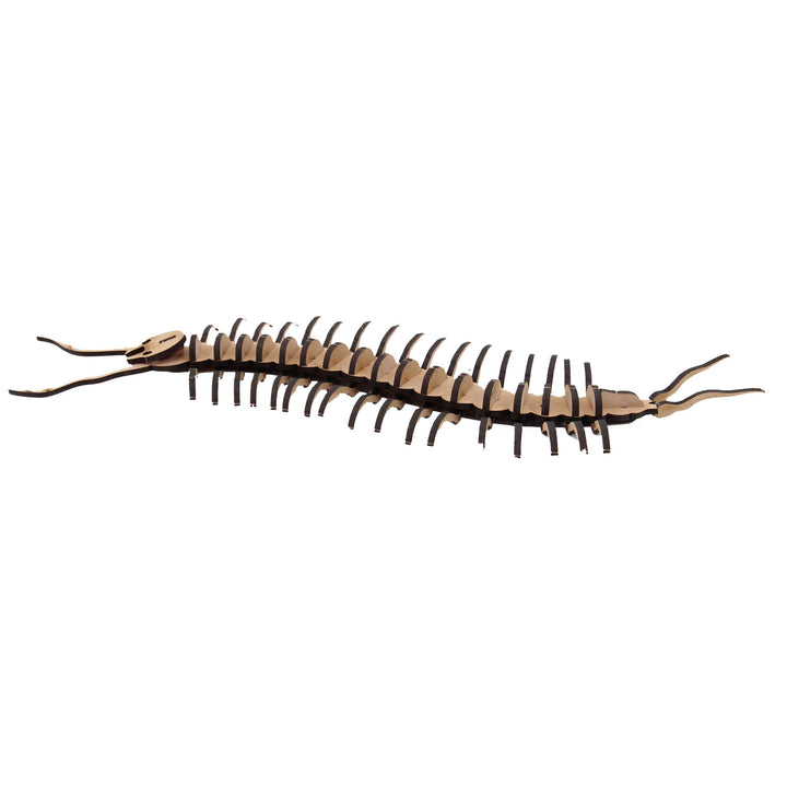 Insect | Centipede (INS_14)