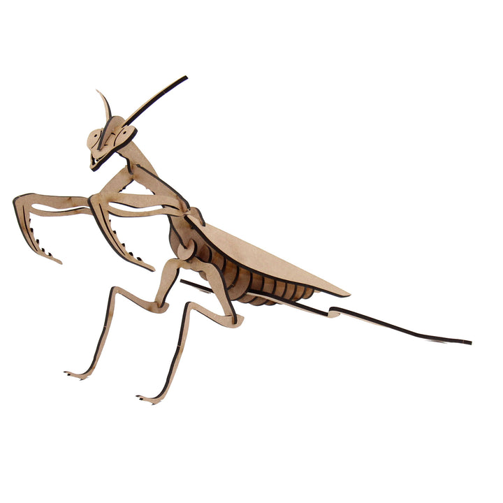 Insect | Praying Mantis (INS_13)