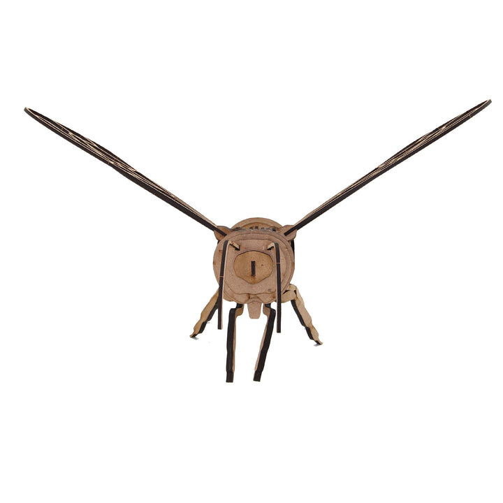 Insect | Western Honey Bee (INS_20)