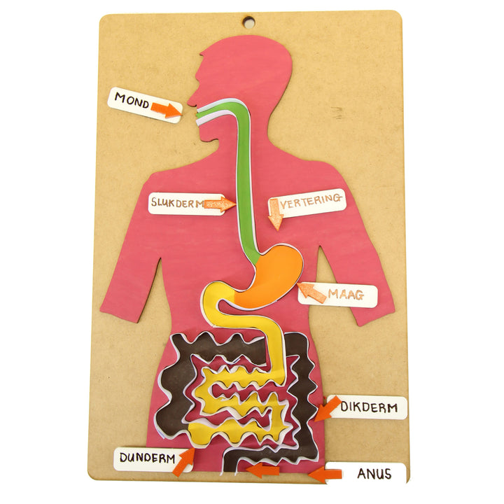 School Projects Kit | Digestive System (SP_07)