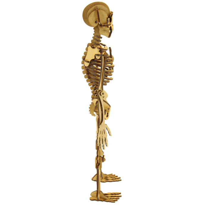 School Projects Kit | Human Skeleton (SP_13A)