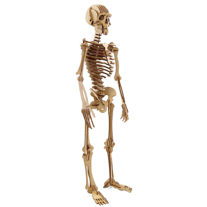 Miscellaneous | Complex Human Skeleton (NS_1)