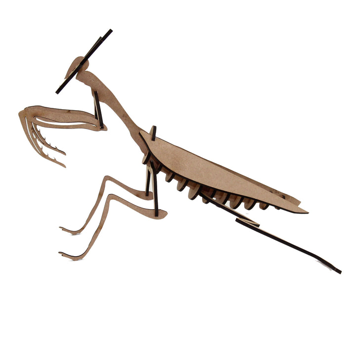 Insect | Praying Mantis (INS_13)