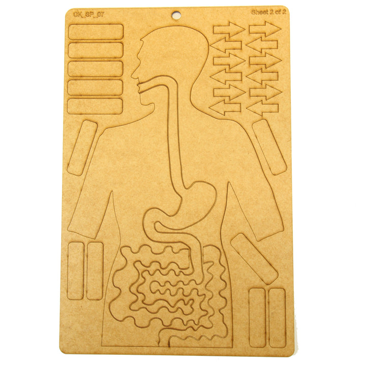 School Projects Kit | Digestive System (SP_07)
