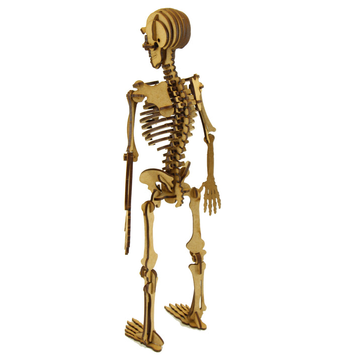 School Projects Kit | Human Skeleton (SP_13A)