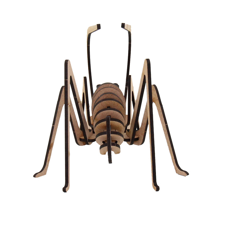 Insect | Grasshopper Small (INS_12)