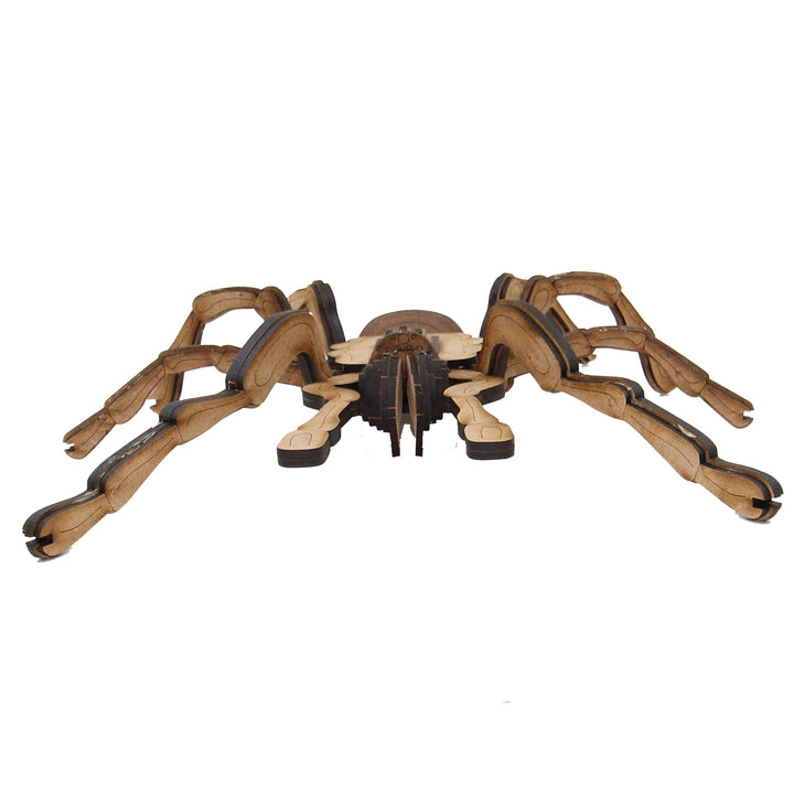 Insect | Chilean Rose Tarantula Spider (INS_18)