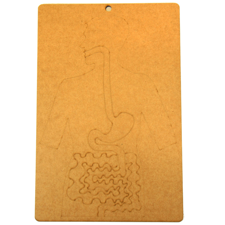 School Projects Kit | Digestive System (SP_07)