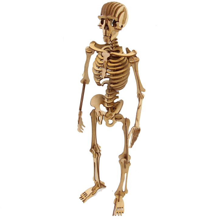 Miscellaneous | Complex Human Skeleton (NS_1)