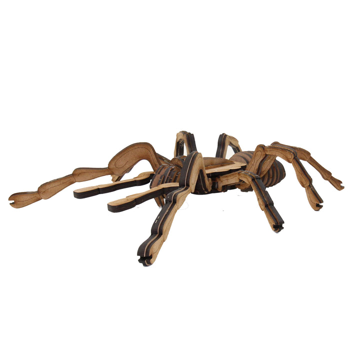Insect | Chilean Rose Tarantula Spider (INS_18)