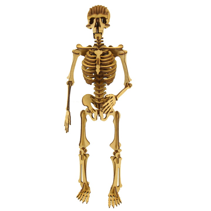 School Projects Kit | Human Skeleton (SP_13A)