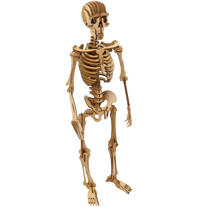 Miscellaneous | Complex Human Skeleton (NS_1)