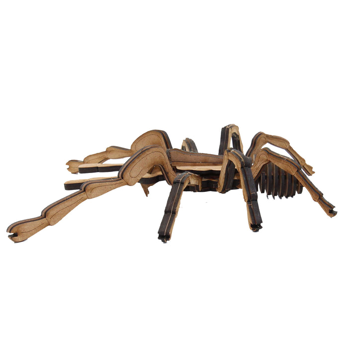 Insect | Chilean Rose Tarantula Spider (INS_18)