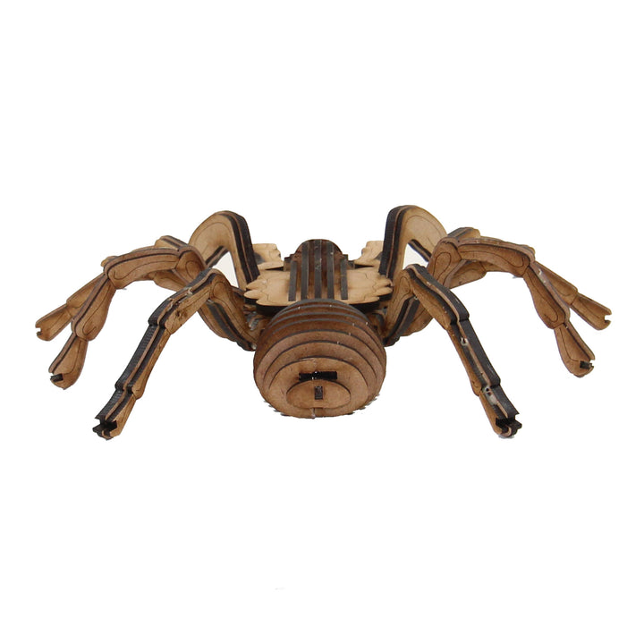 Insect | Chilean Rose Tarantula Spider (INS_18)