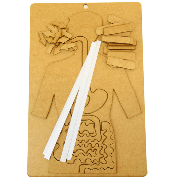 School Projects Kit | Digestive System (SP_07)