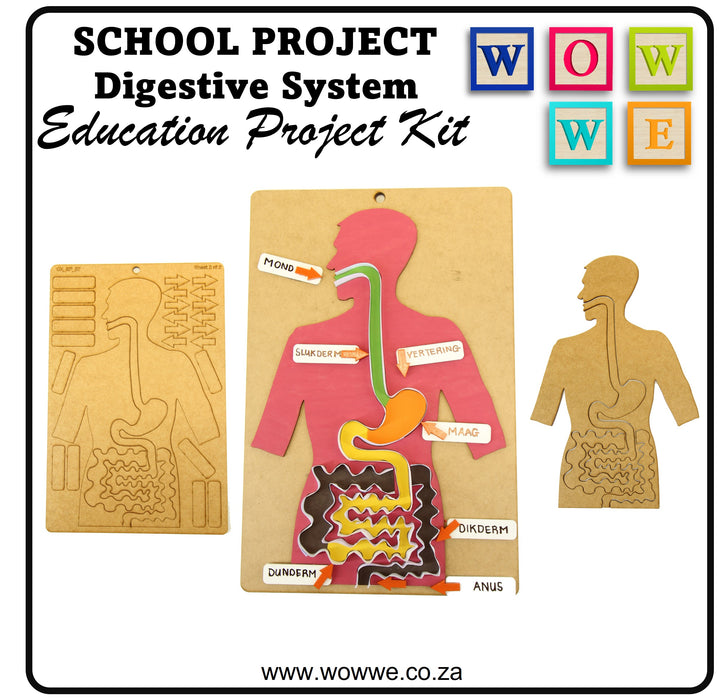 School Projects Kit | Digestive System (SP_07)