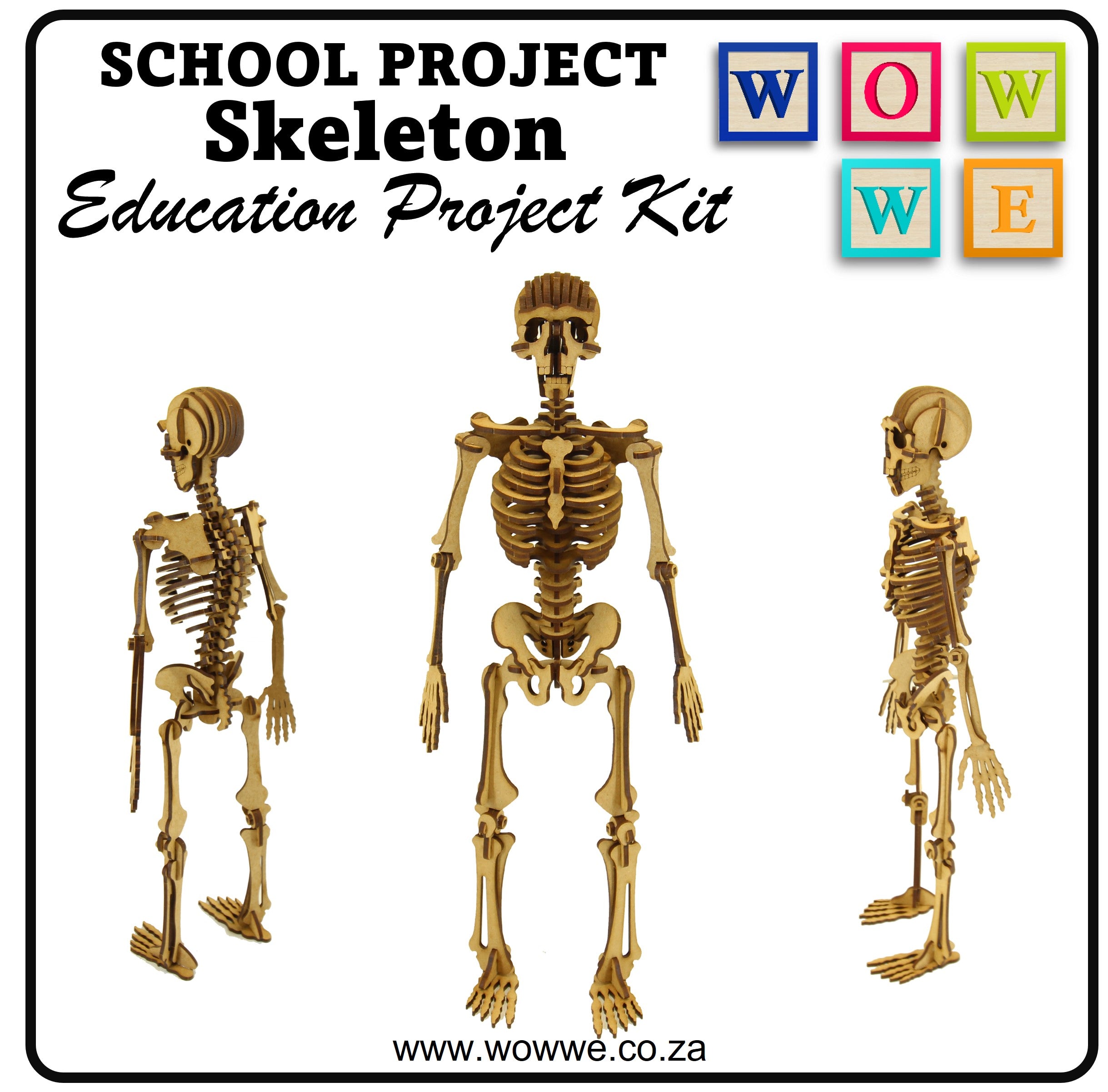 School Projects Kit | Human Skeleton (SP_13A) – WOW WE