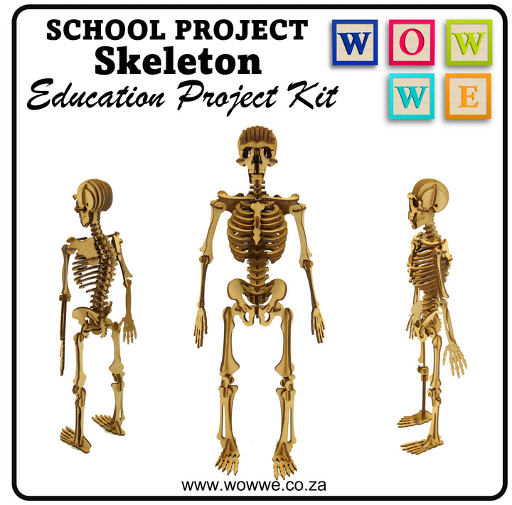 School Projects Kit | Human Skeleton (SP_13A)