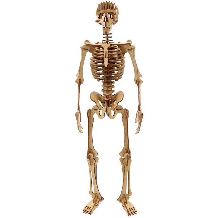 Miscellaneous | Complex Human Skeleton (NS_1)