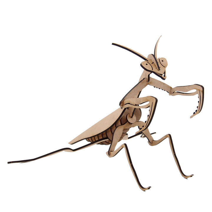 Insect | Praying Mantis (INS_13)